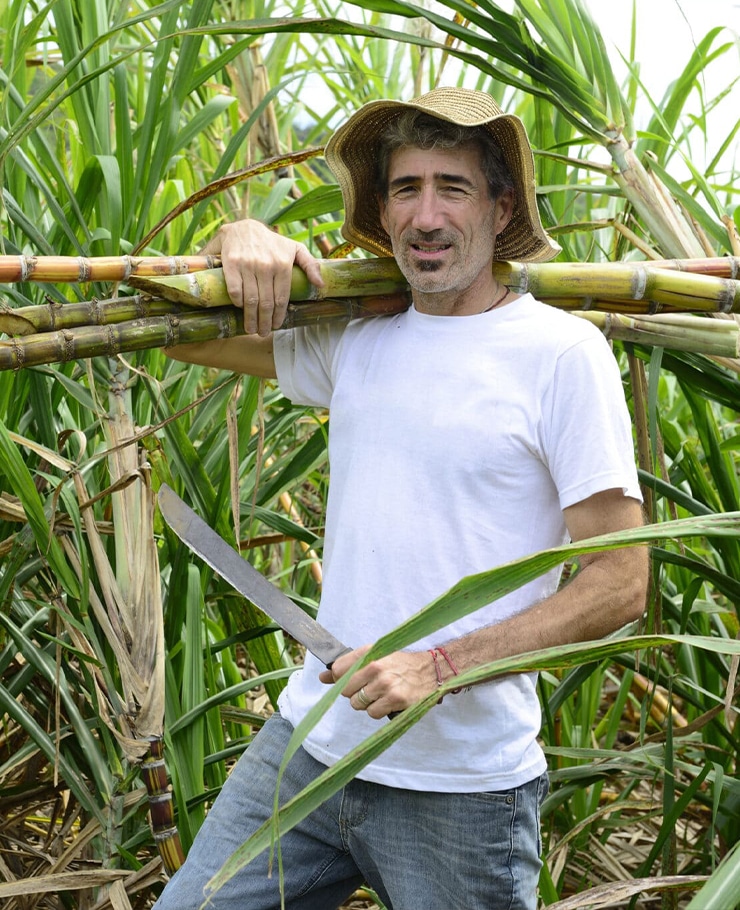 Man die suikerriet verbouwt en oogst