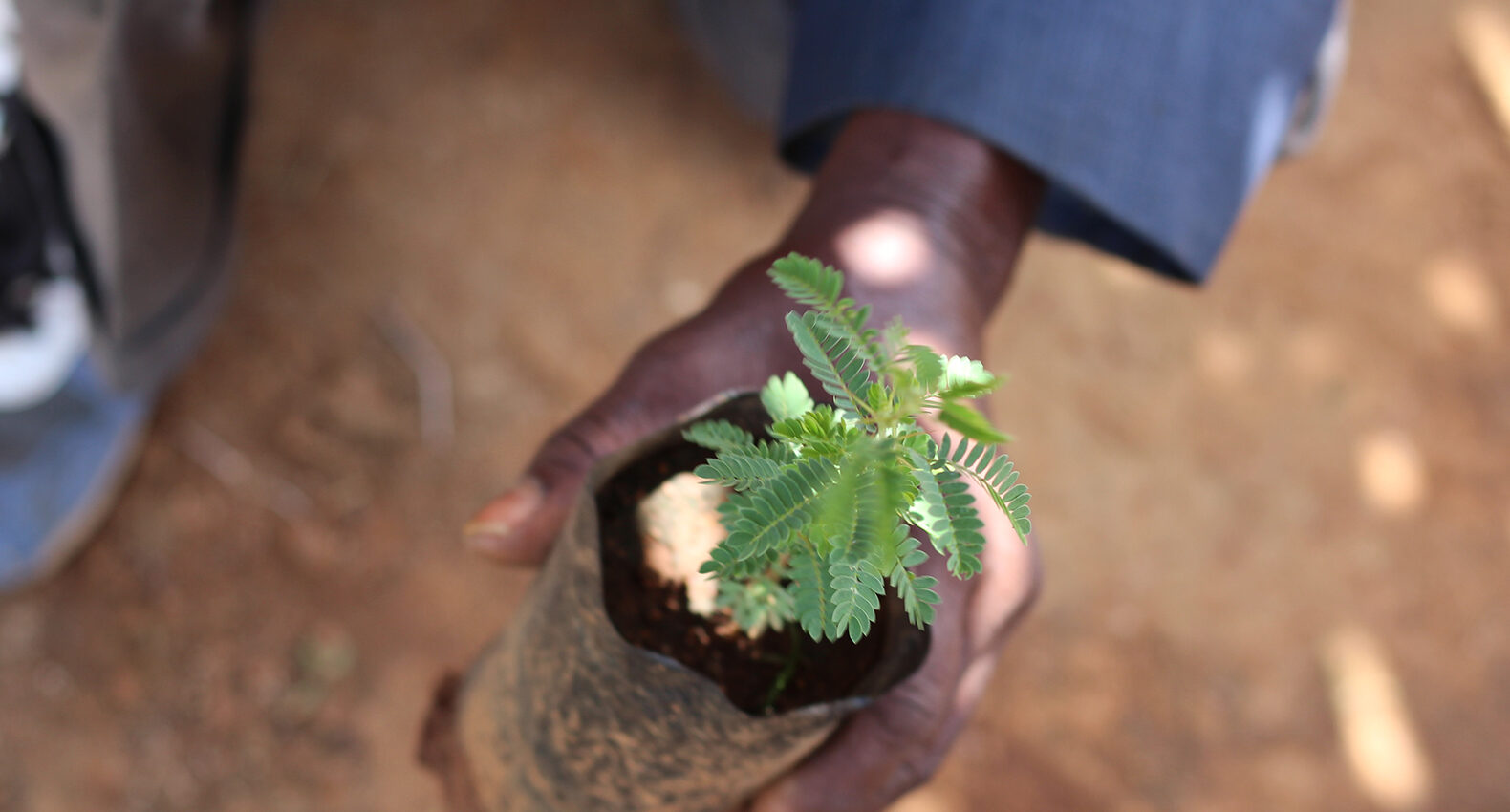 Planting new tree Tanzania Trees for the future